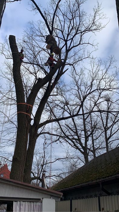 Зрізання дерев|Видалення дерев|Кронування дерев|Корчування|Обрізка сад