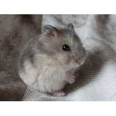 Хомяк хомячок джунгарик  хом'як джунгарський