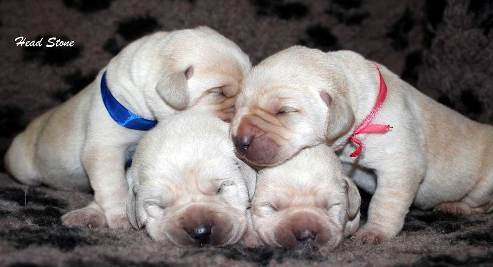 КСУ-FCI Лабрадор ретривер