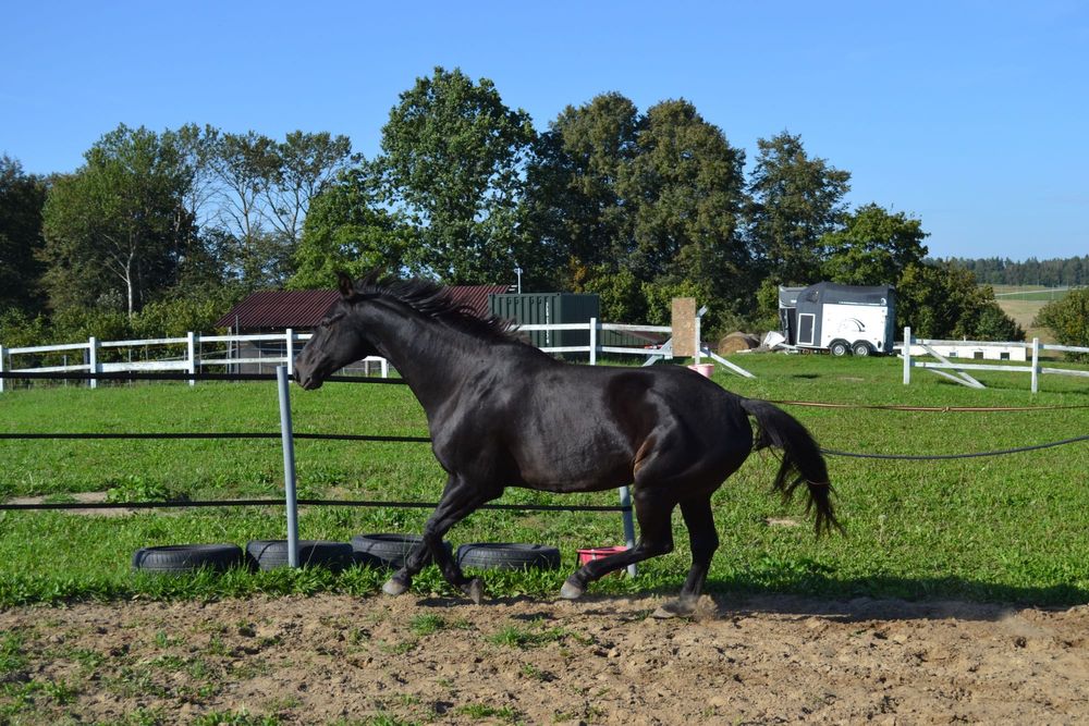 Piękny wałach na sprzedaż
