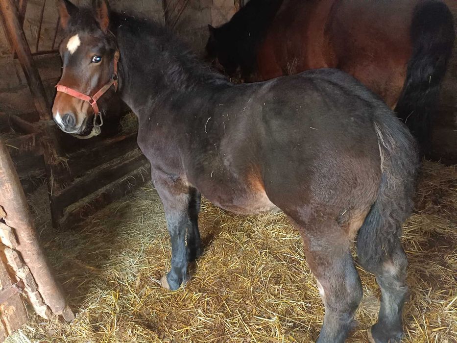 Klacz zimnokrwista PkZ