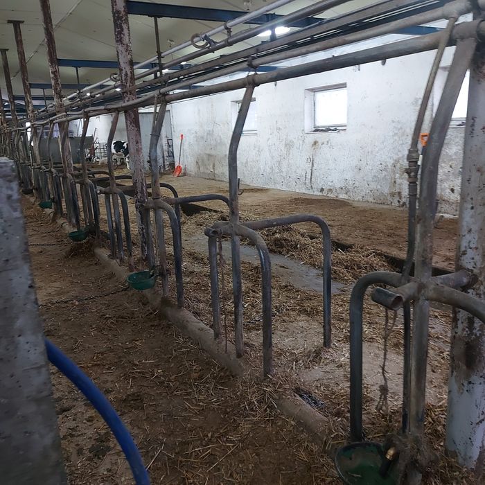 Używane stanowiska dla krów