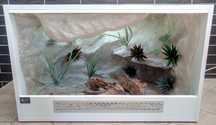 Terrarium pustynne nr91 80/50/50 dla żółwia,gekon, agamy NA ZAMÓWIENIE
