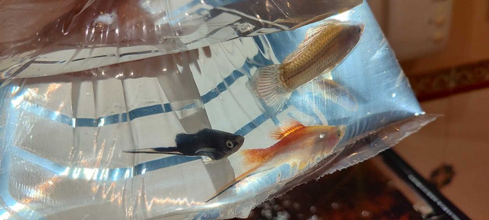 Peixes saudáveis