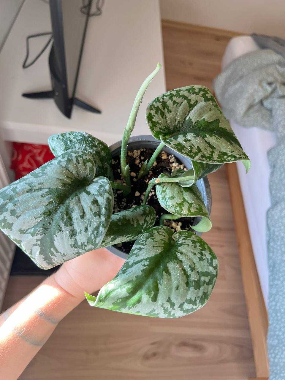 scindapsus silver ann