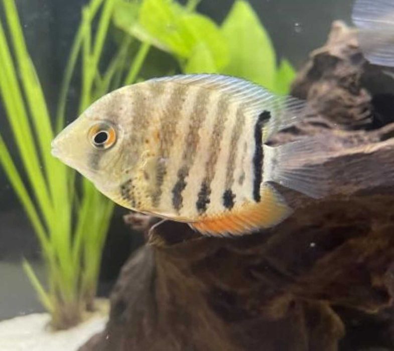 Pielęgnica Severum Rotkail - SKALMAR Sklep Akwarysty