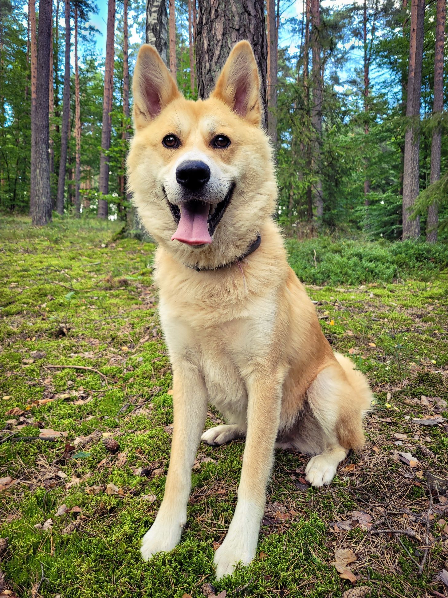 Piękny, młody pies w typie Akity Inu szuka domu / do adopcji
