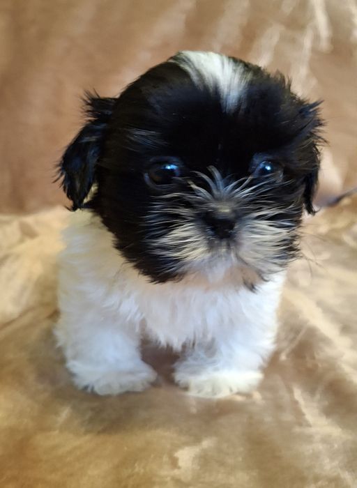 Piesek Shih Tzu rezerwacja