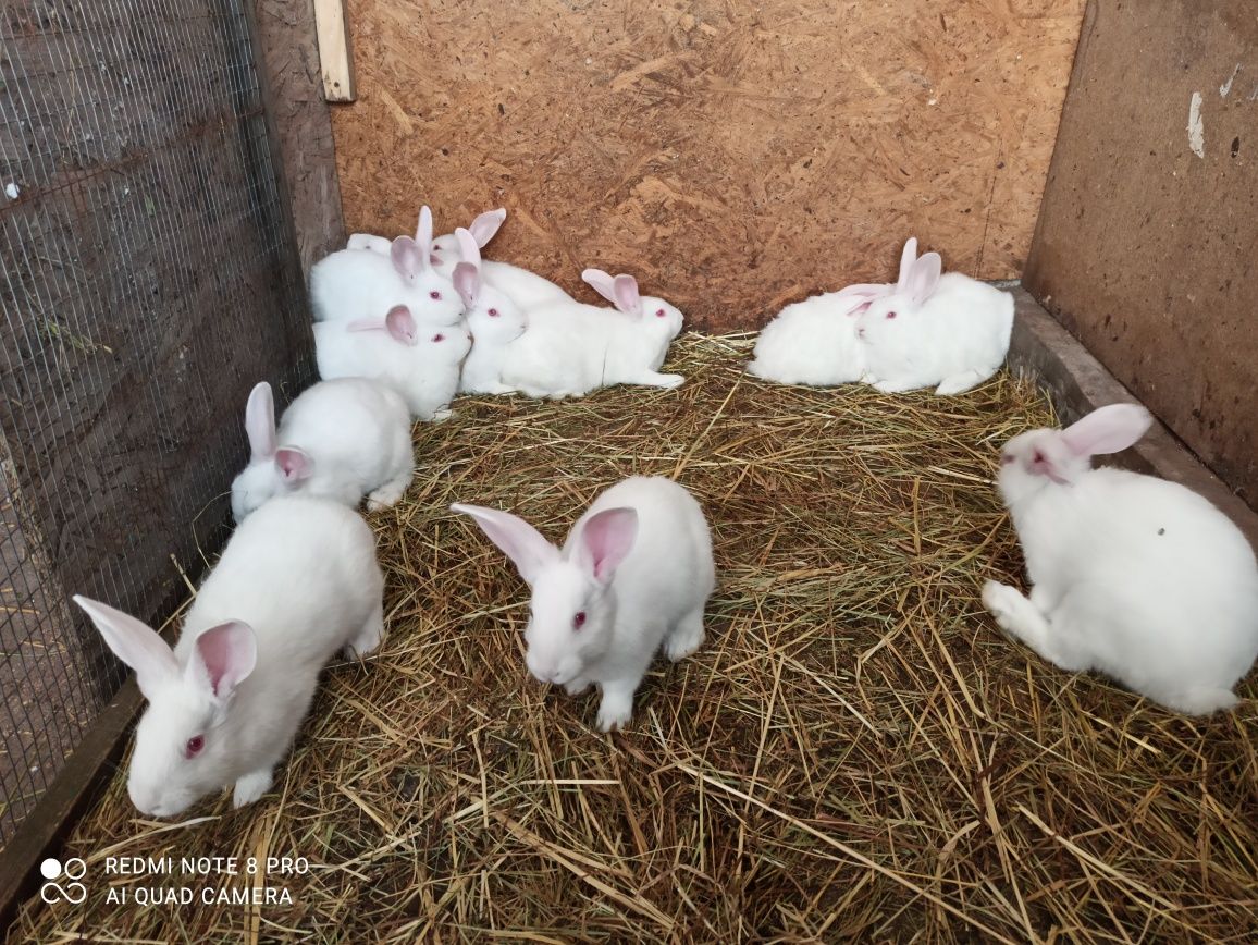 Продам кроликов породы белий Термон