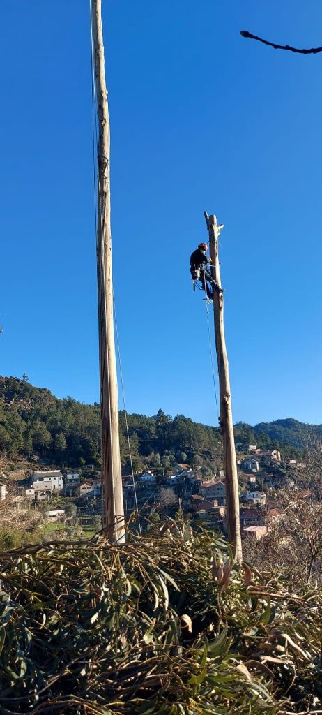 Corte e abate de árvores em situação difícil.