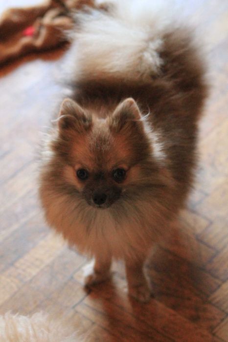 Bardzo malutka XS suczka pomeranian/szpic miniaturowy