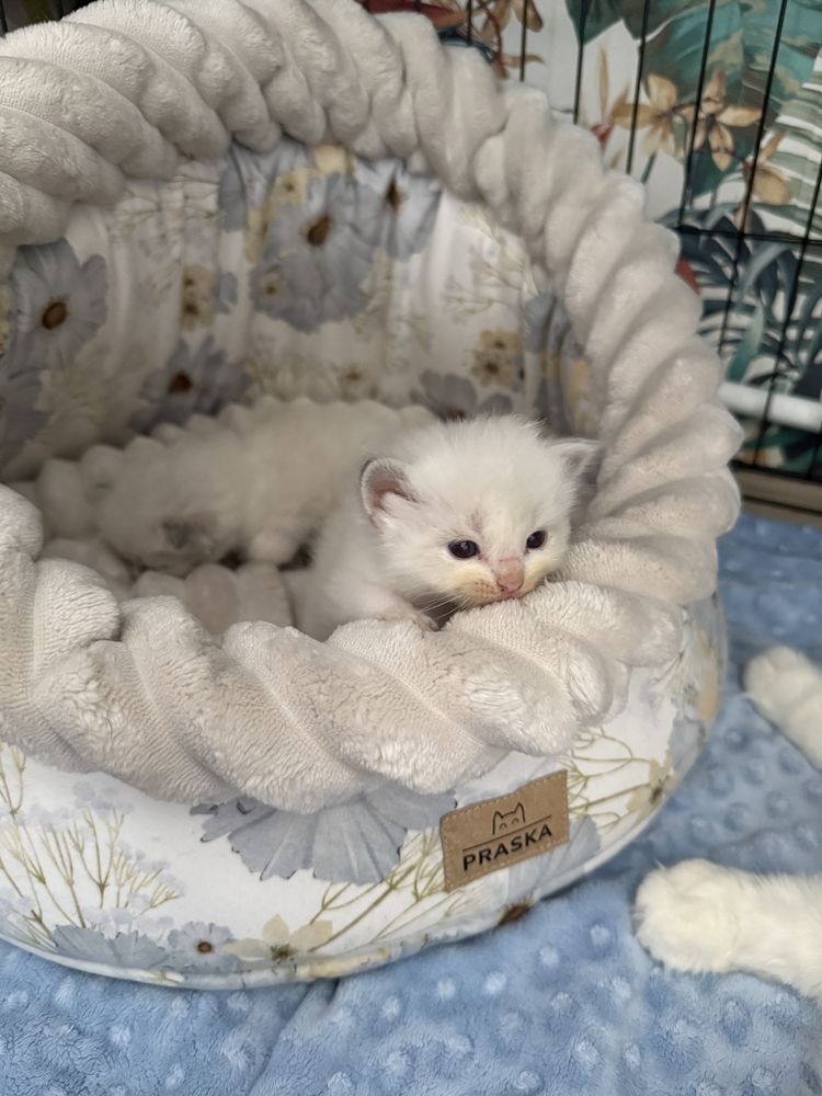 Koteczka Ragdoll SHK/WCF