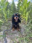 Cavalier King Charles Spaniel reproduktor