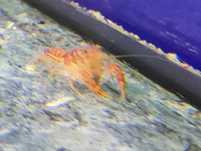 Raczek CPO Orange