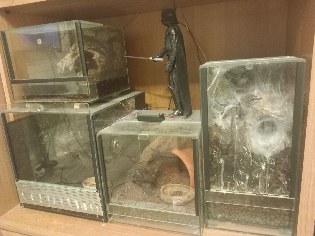 Terrarium z ptasznikiem versikularia