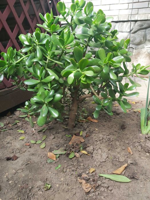 Квіти КАКТУС,(КЛІВІЯ,ГІППЕАСТРУМ- великі цибулини)