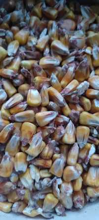 Kukurydza sucha 2022 słonecznik pszenica rzepak