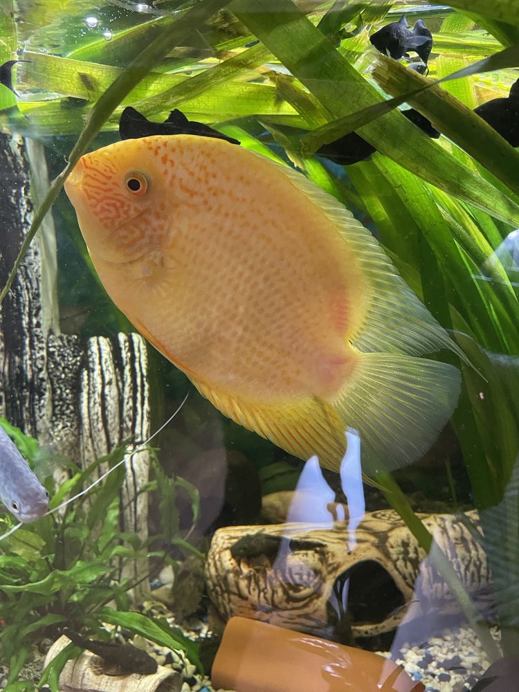 Pielegnica severum