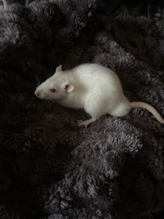 Пацючки в добрі руки