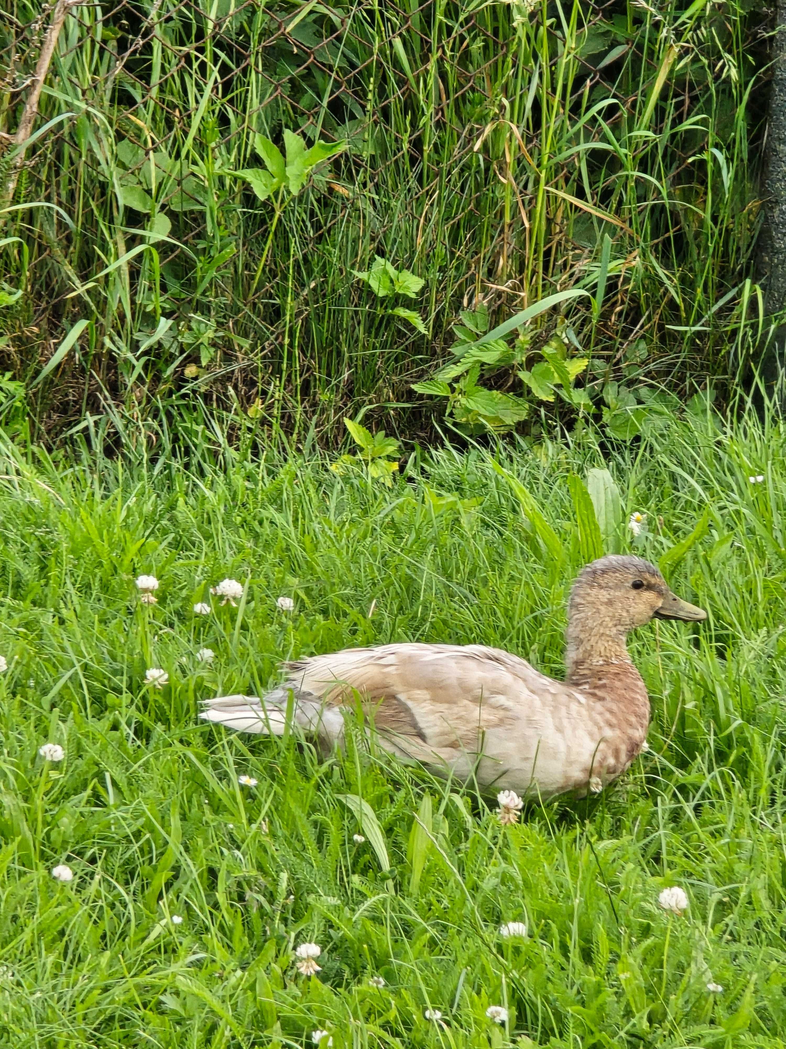 Kaczorek Call Duck