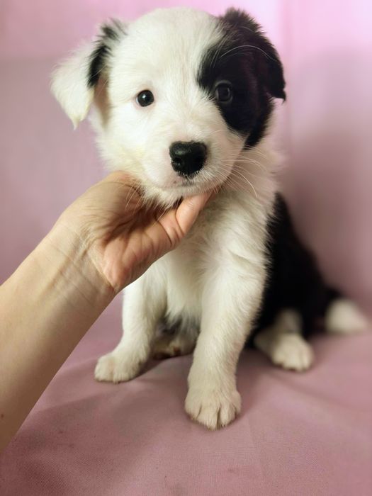 Border Collie suczka Mona