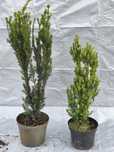 Taxus hilli,  cis