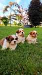 Szczeniak shih tzu tricolor