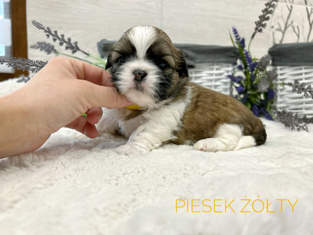 Shih Tzu, tricolor, chłopczyk, piesek.