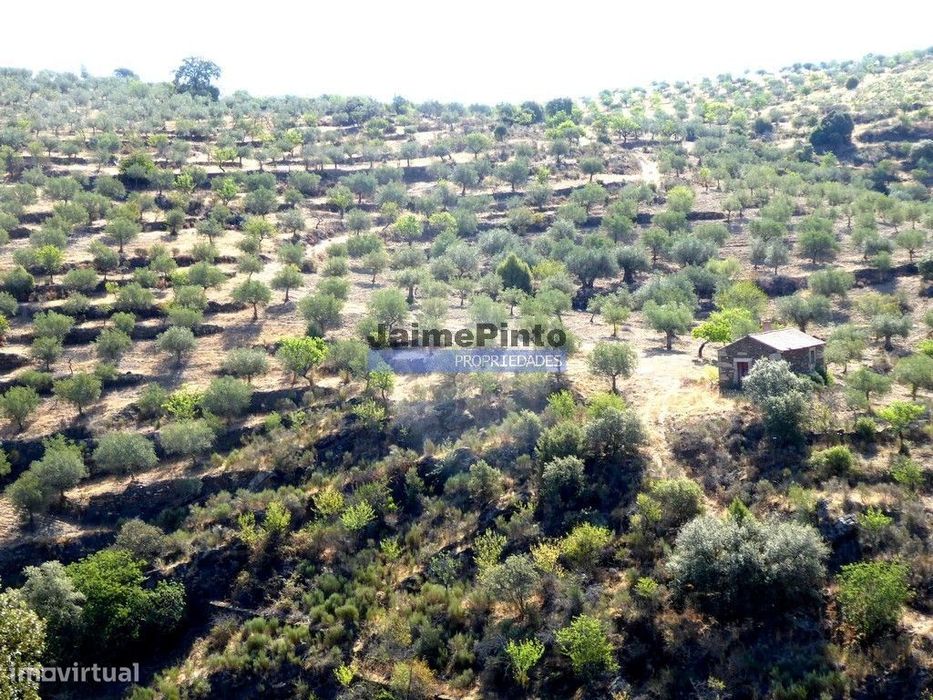 7,0 HA OLIVAL e CASA de CAMPO. Portugal, Barca dAlva, F. C. Rodrigo.