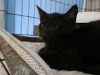 Irys poleca się do adopcji