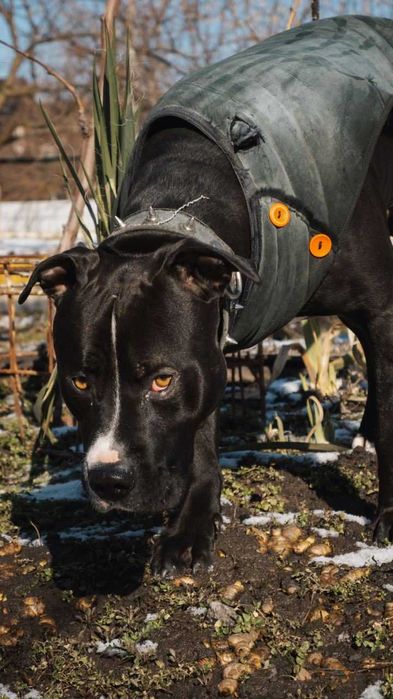 Вязка  молодого собаки питбуля.