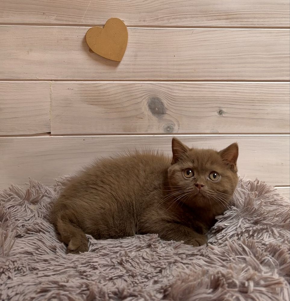 Gatinha british shorthair canela