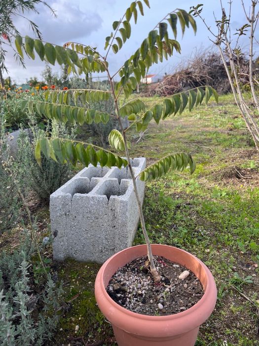 Murraya koenigii (Árvore-do-Caril)