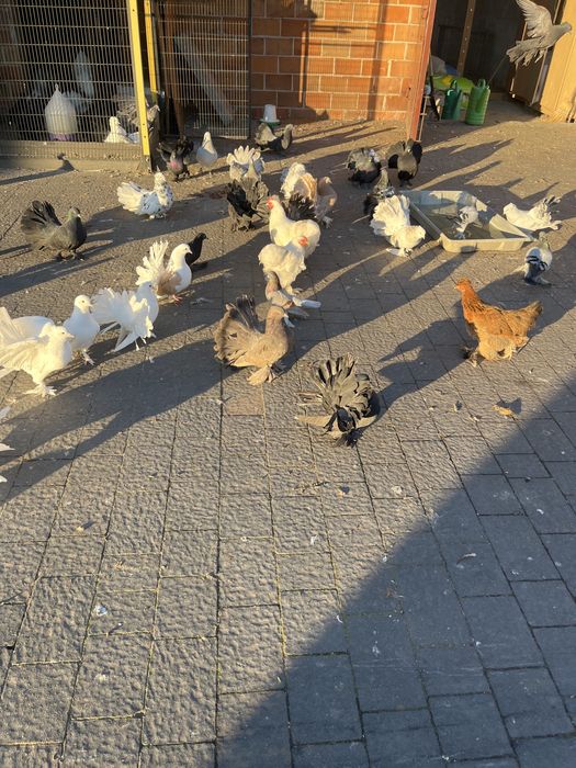 Pawik indyjski pawiki indyjskie