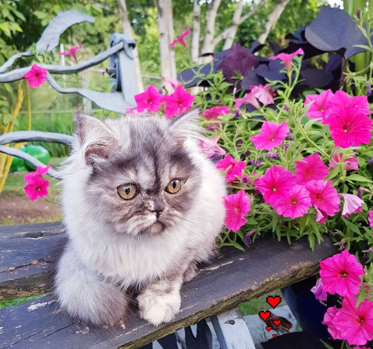 Zjawiskowa kotka perska, pers, persy, perski, perskie