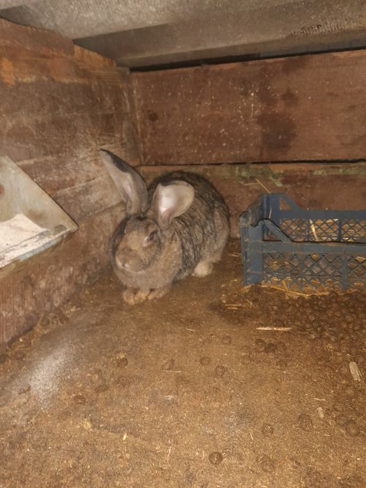 Продам  кроликів