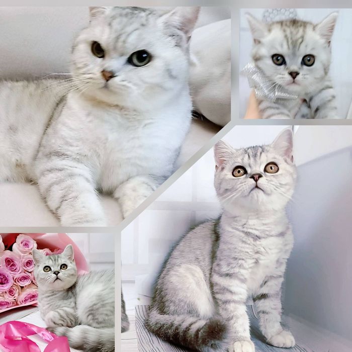 Кошенята шотландські, чистокровні - мрамур на сріблі.