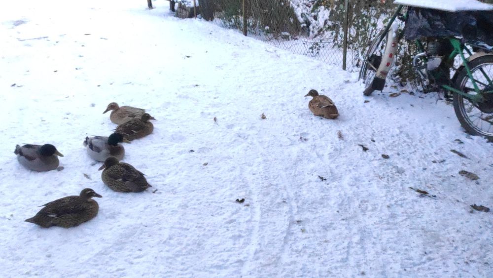 Індійський бігунок дорослі качки пара