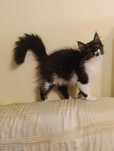 Przepiękny kotek rasy Maine Coon
