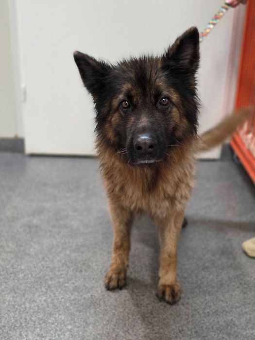 Rędziny /Rudniki znaleziono suczkę w typie Owczarka!