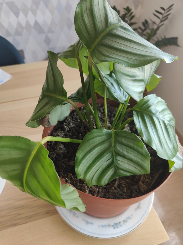 Linda planta Calathea Melancia