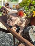 Bulldog francês fêmea