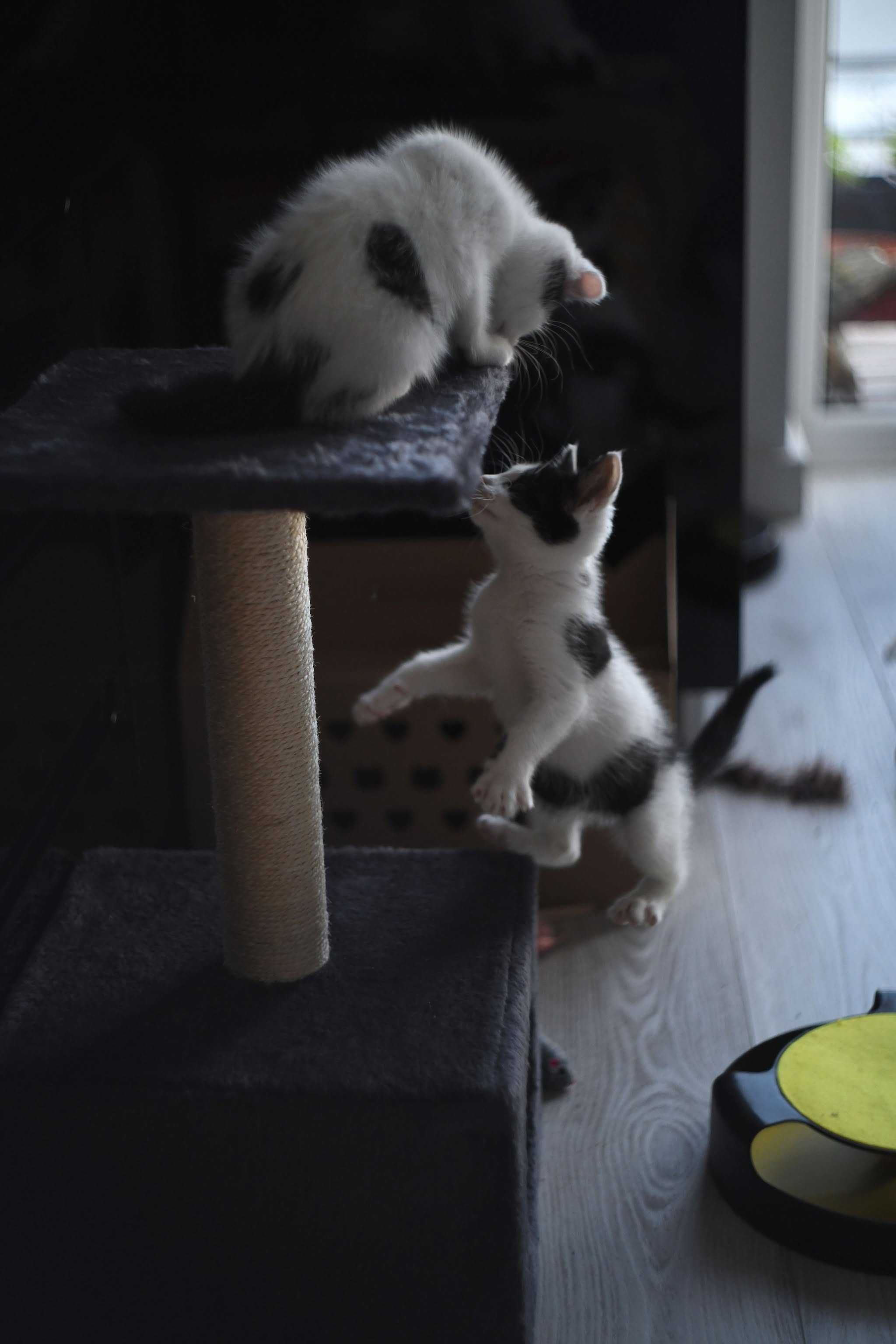 Kocie rodzeństwo do adopcji