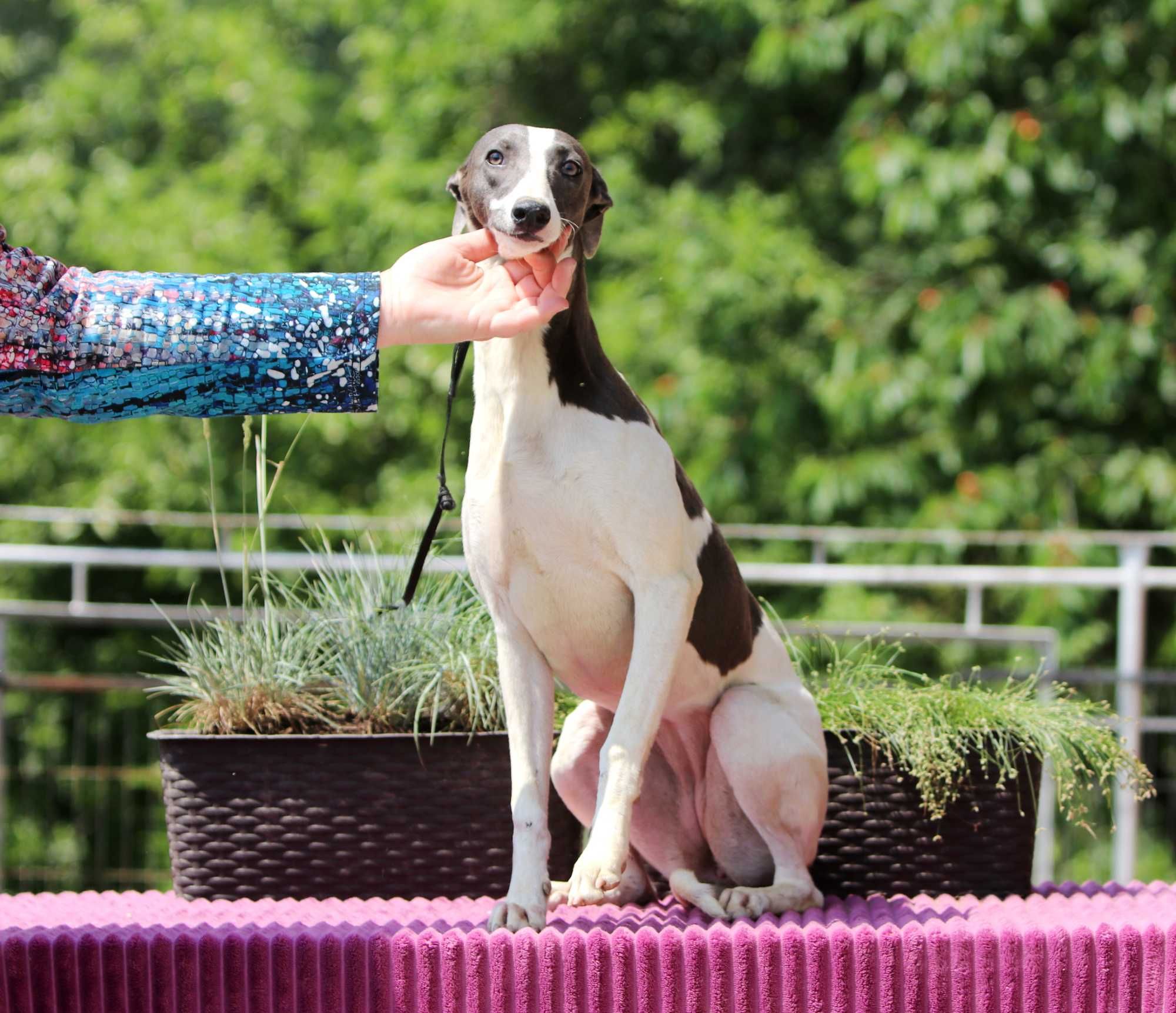 Whippet Chart Angielski, ZKwP/FCI, cudna OPRAH