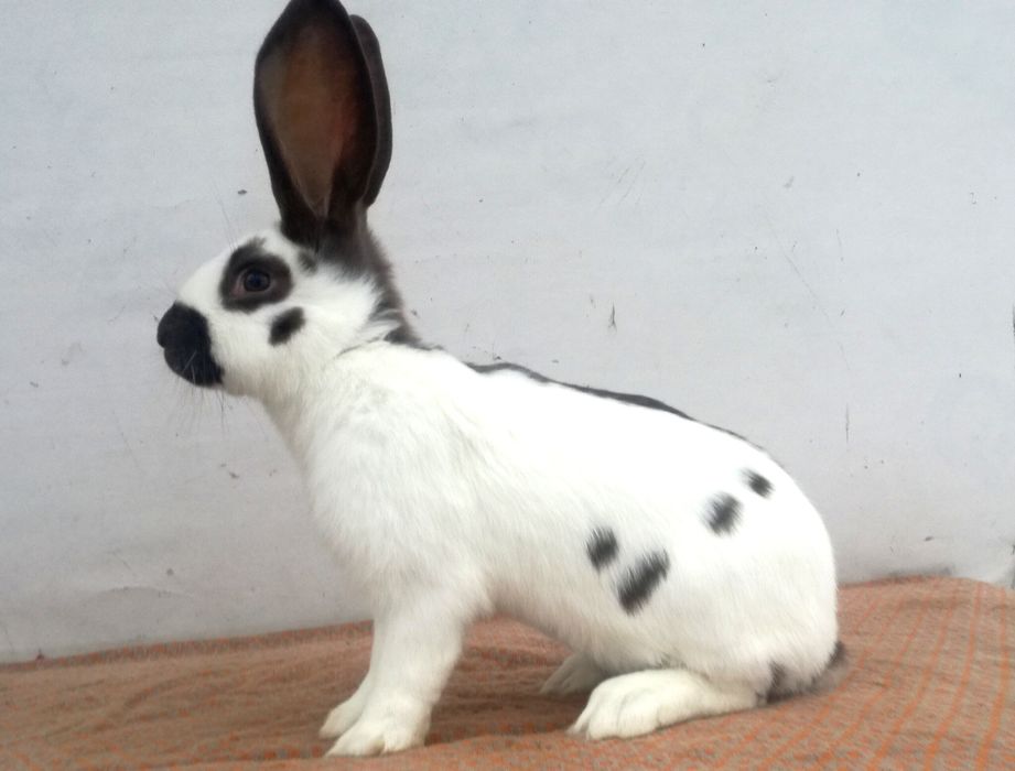 Немецкий строкач