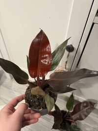 2x Filodendron „Red Sun”