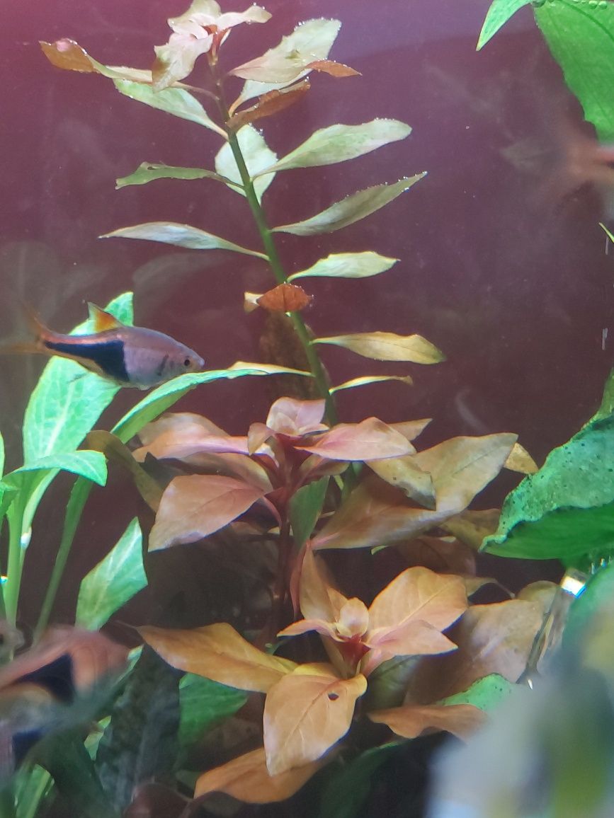 Anubias rośliny mikrozorium mikrosorium ludwigia bucephalandra