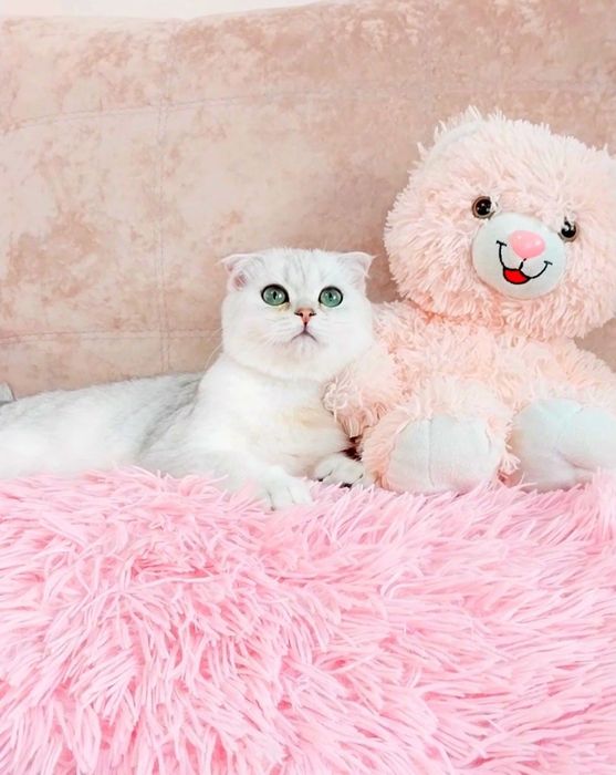 Чарівний зеленоокий красень шиншилка