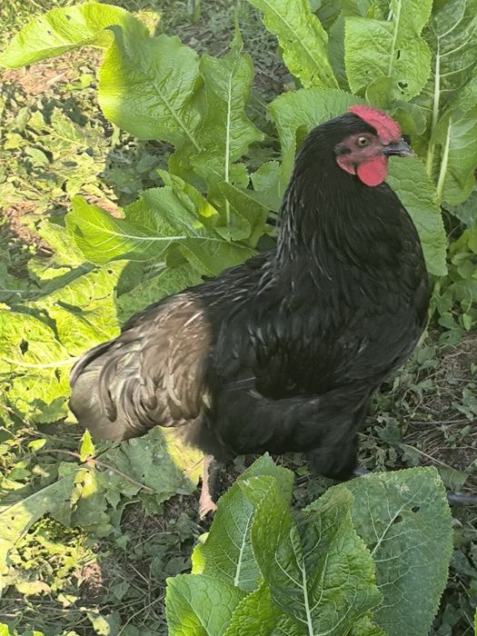 Drób ,zwierzęta (koguty)