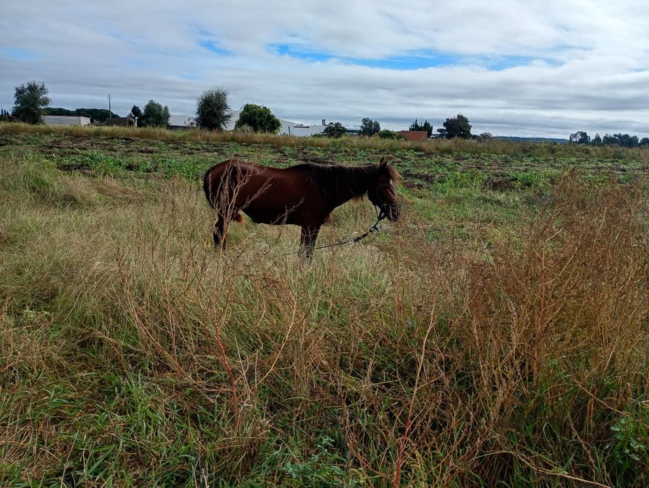 Pónei fêmea para venda e para troca 7 anos